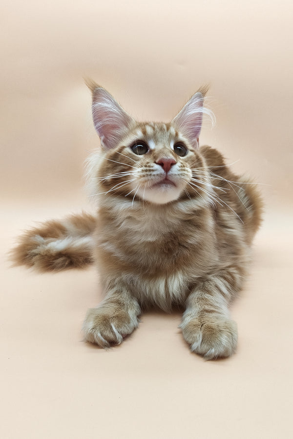 Klim | Maine Coon Kitten