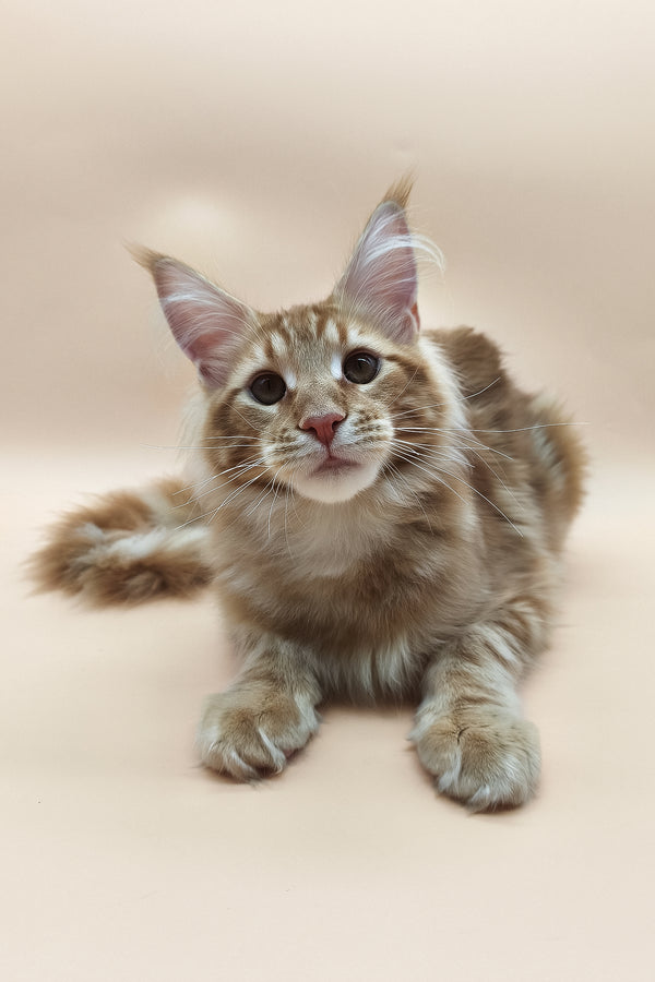 Klim | Maine Coon Kitten