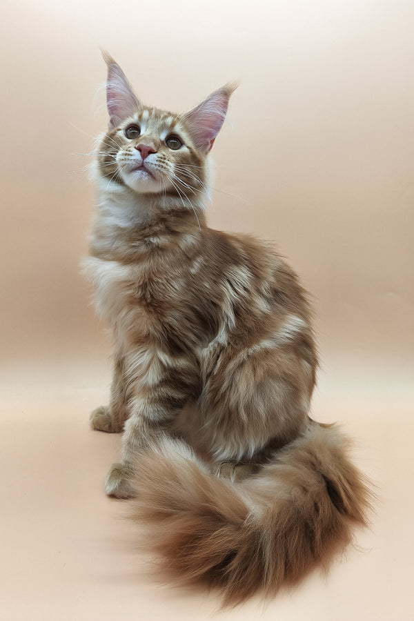 Klim | Maine Coon Kitten