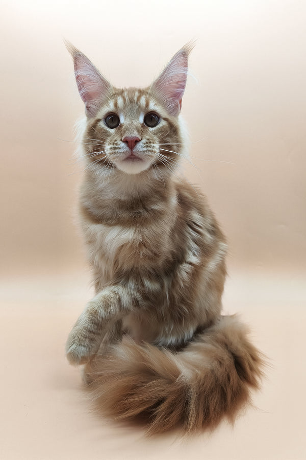 Klim | Maine Coon Kitten