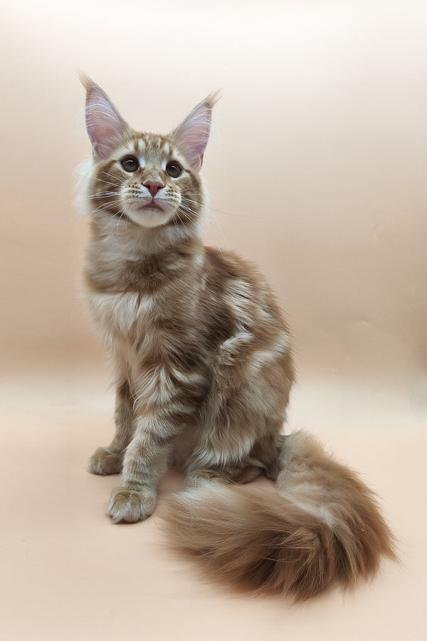 Klim | Maine Coon Kitten