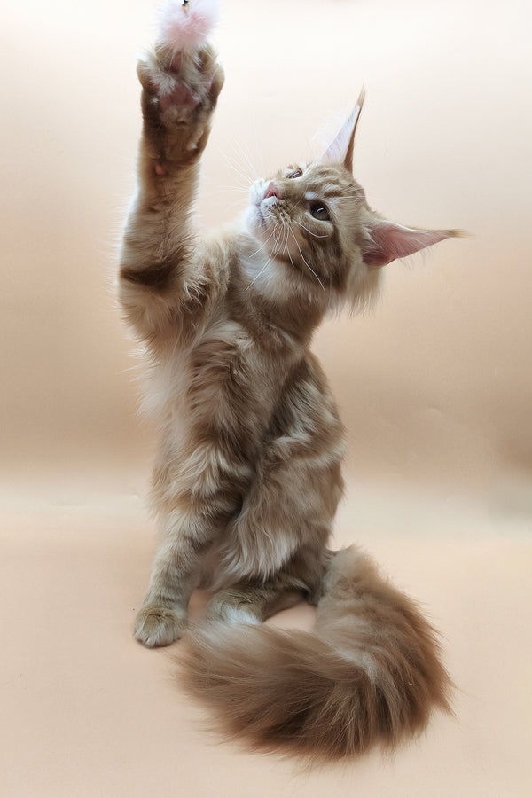Klim | Maine Coon Kitten