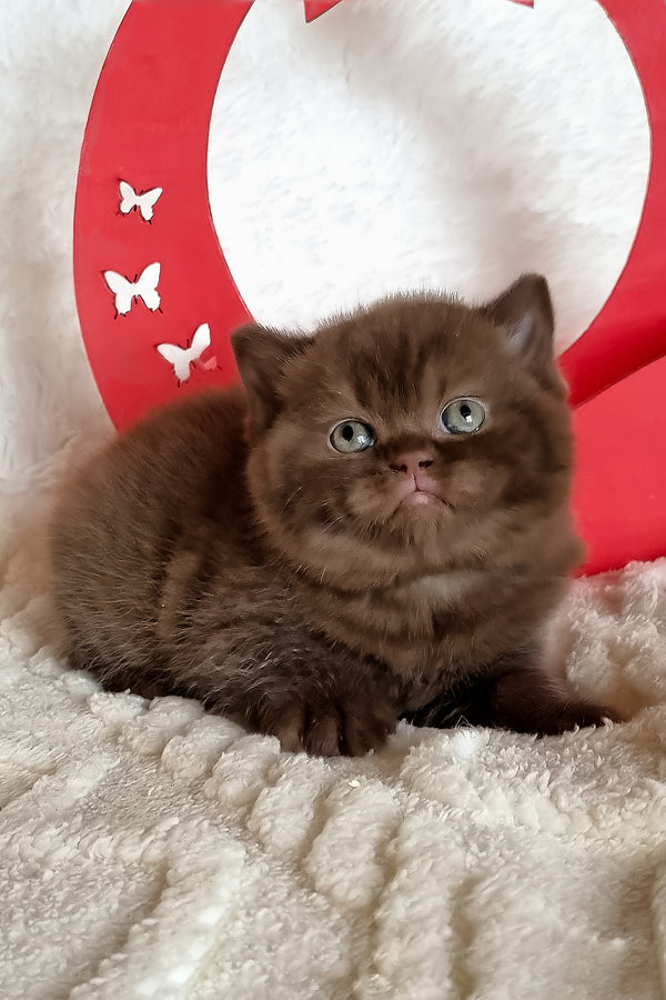 Kiara | British Shorthair Kitten