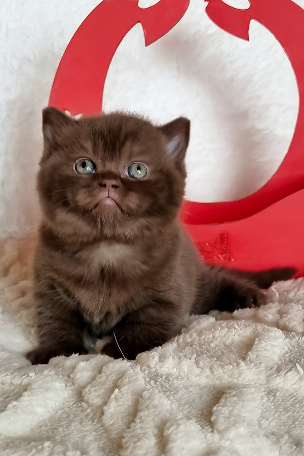 Kiara | British Shorthair Kitten