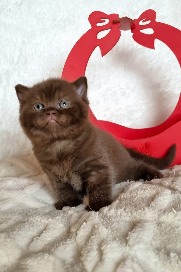 Kiara | British Shorthair Kitten