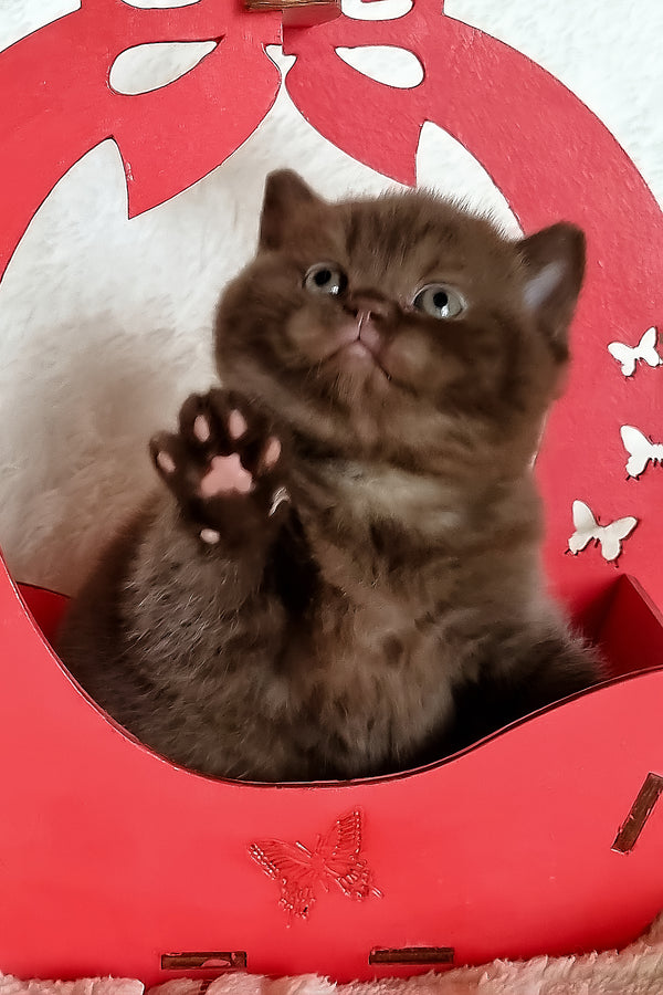 Kiara | British Shorthair Kitten