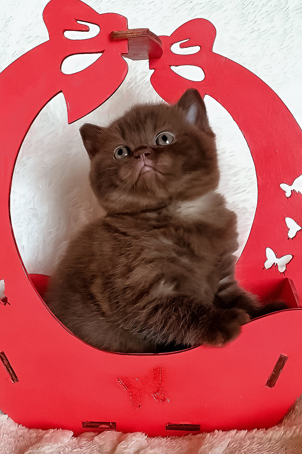 Kiara | British Shorthair Kitten