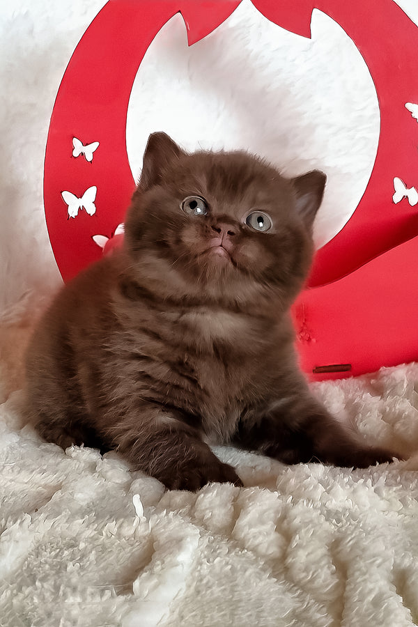 Kiara | British Shorthair Kitten