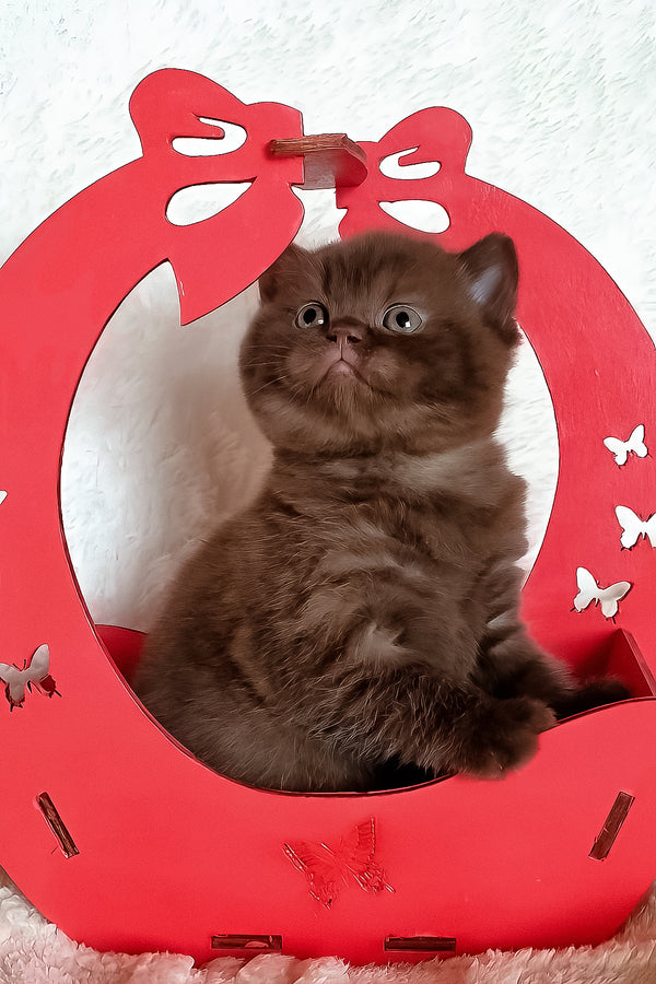 Kiara | British Shorthair Kitten