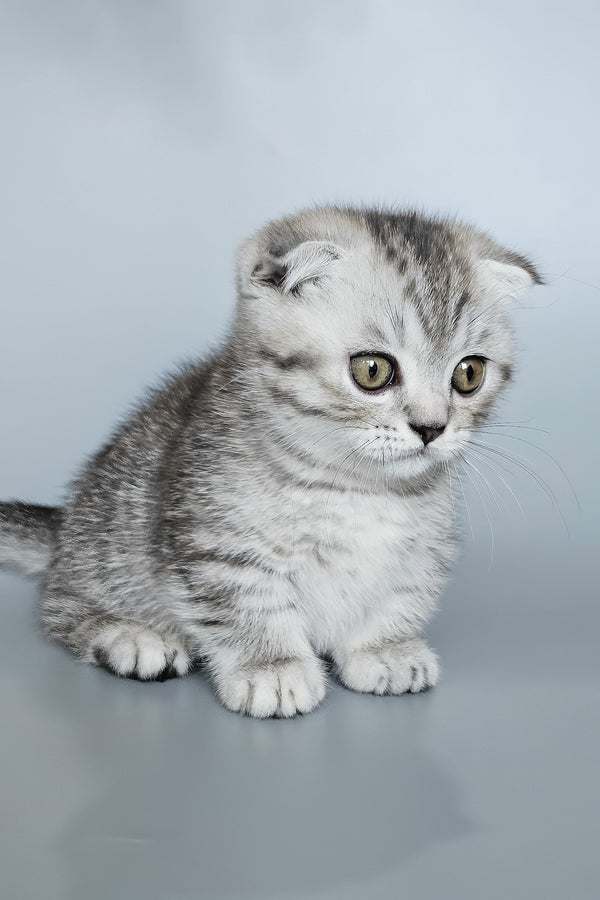 Koko | Munchkin Kitten