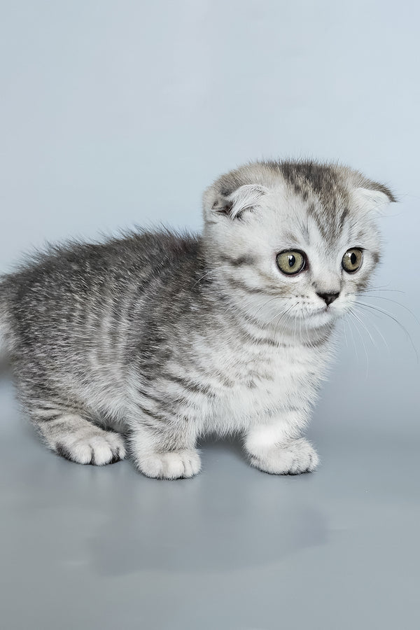 Koko | Munchkin Kitten