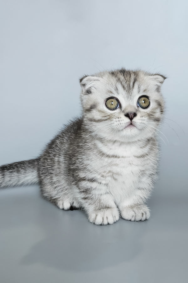 Koko | Munchkin Kitten