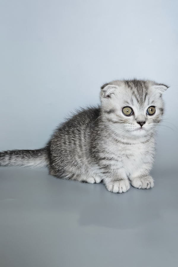 Koko | Munchkin Kitten
