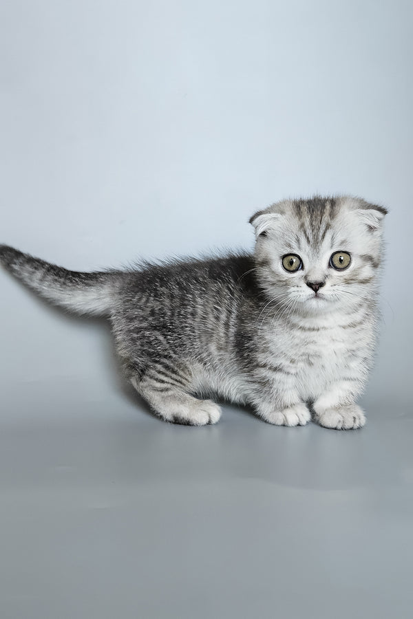 Koko | Munchkin Kitten