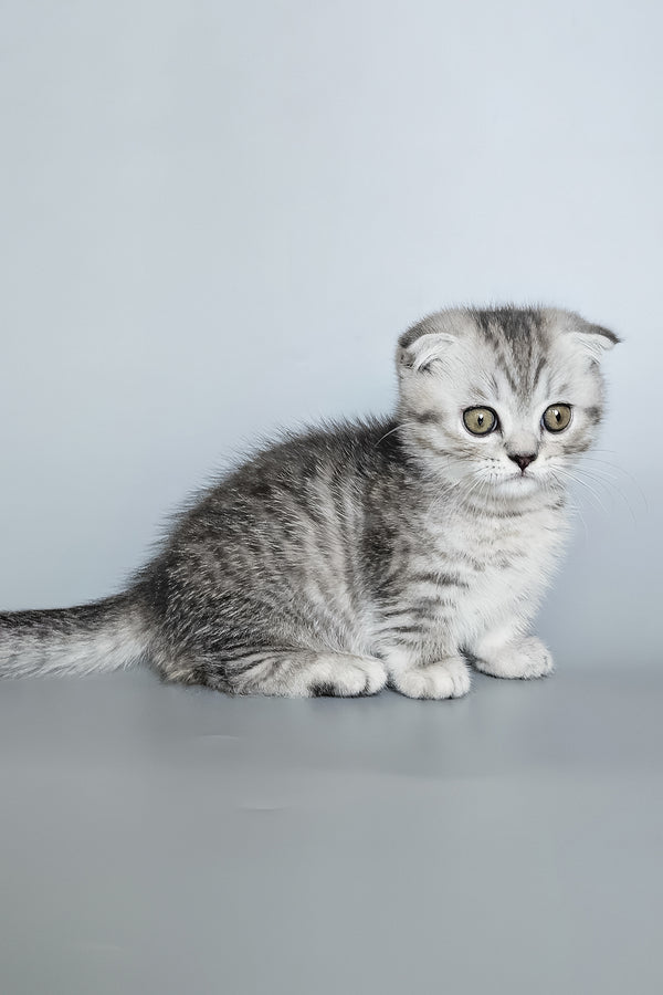Koko | Munchkin Kitten