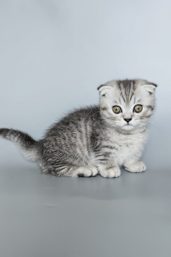 Koko | Munchkin Kitten