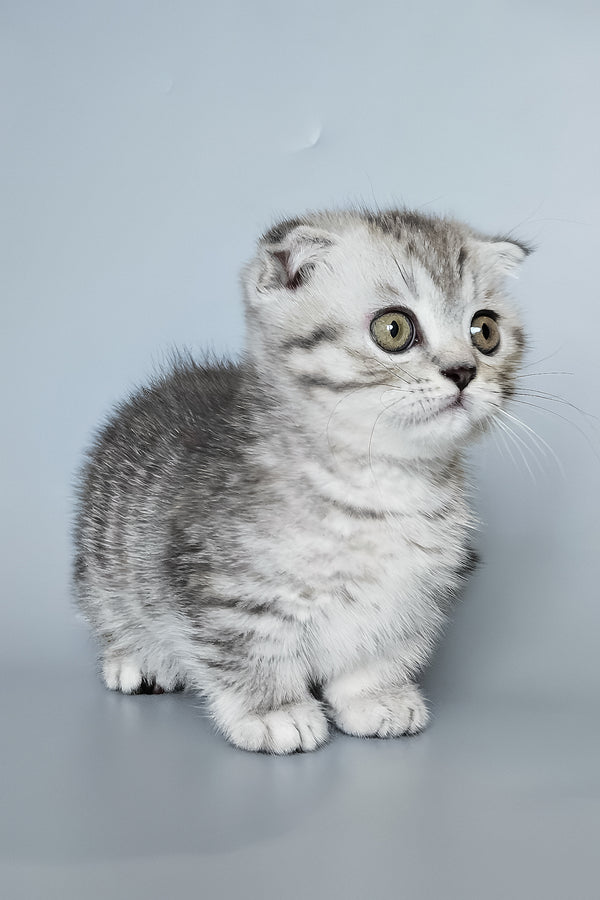 Koko | Munchkin Kitten