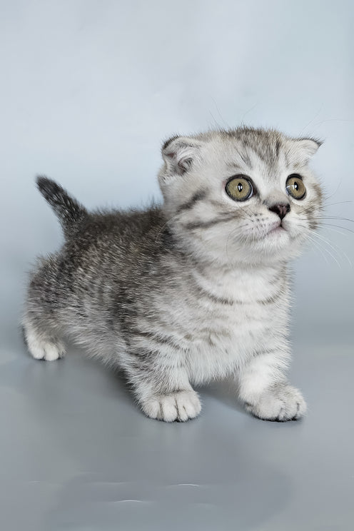 Koko | Munchkin Kitten