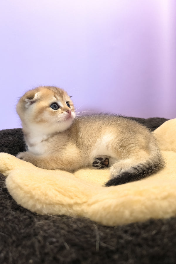 Kokos | Scottish Fold Kitten