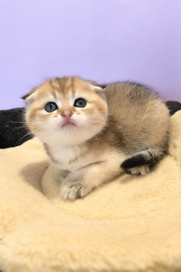 Kokos | Scottish Fold Kitten