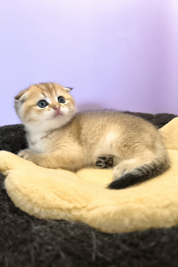 Kokos | Scottish Fold Kitten