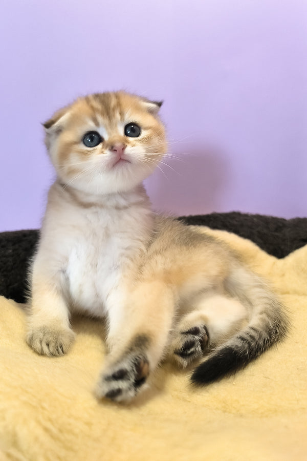 Kokos | Scottish Fold Kitten