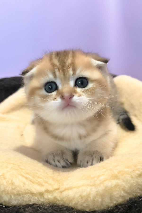 Kokos | Scottish Fold Kitten