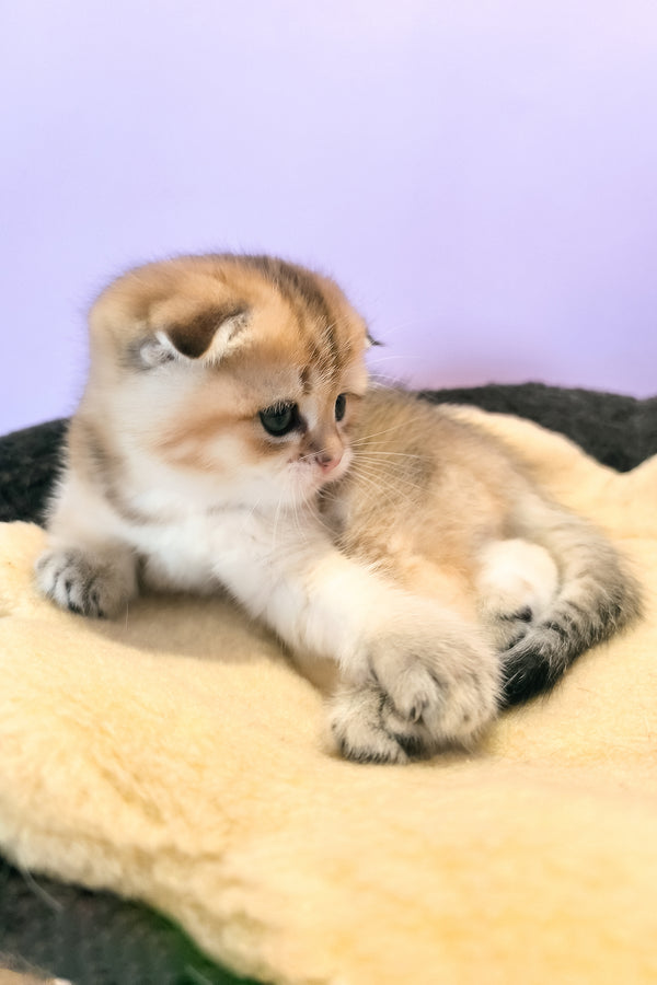 Kokos | Scottish Fold Kitten