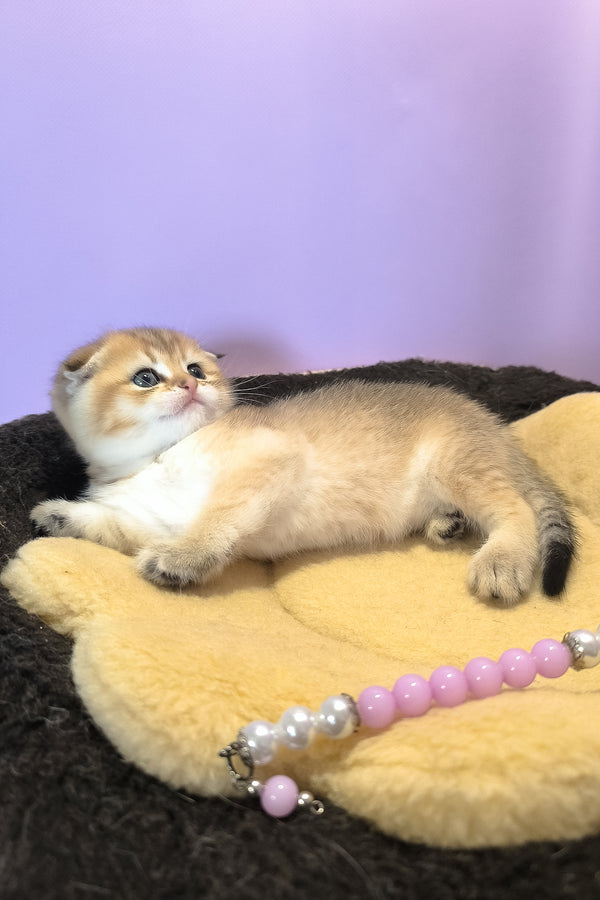 Kokos | Scottish Fold Kitten