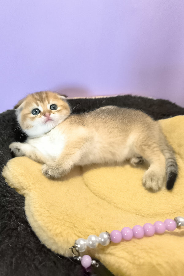 Kokos | Scottish Fold Kitten
