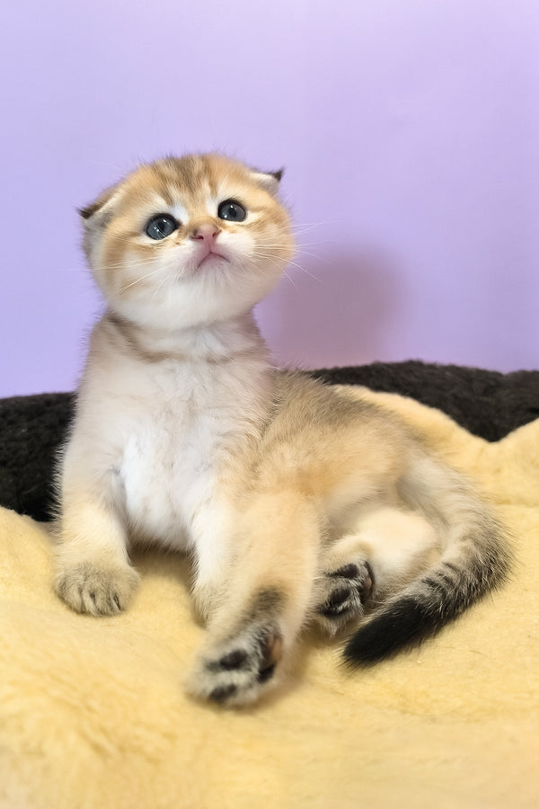 Kokos | Scottish Fold Kitten
