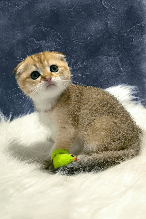 Kokos | Scottish Fold Kitten