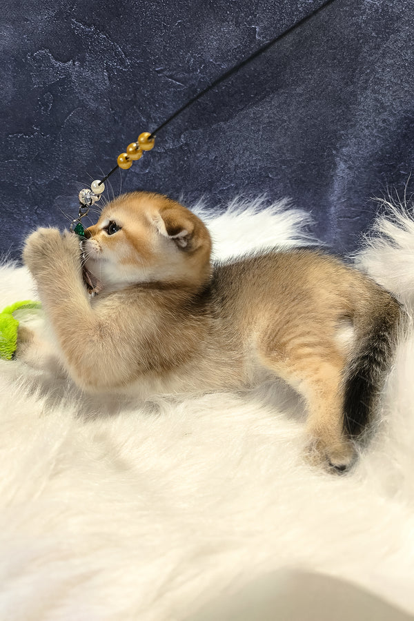 Kokos | Scottish Fold Kitten