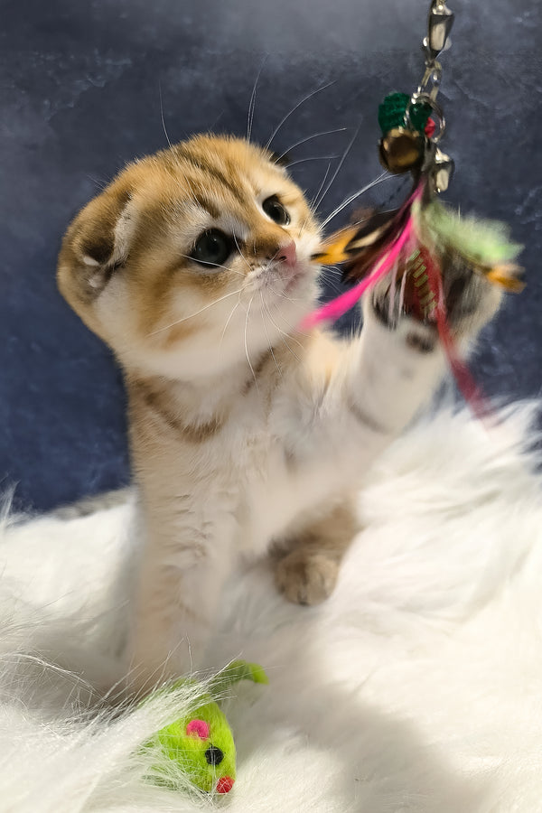 Kokos | Scottish Fold Kitten