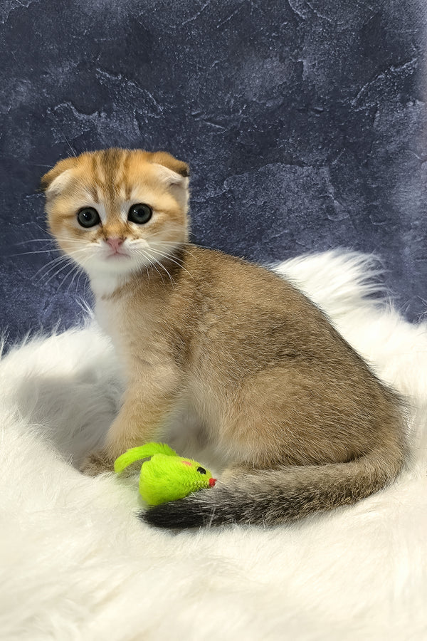 Kokos | Scottish Fold Kitten