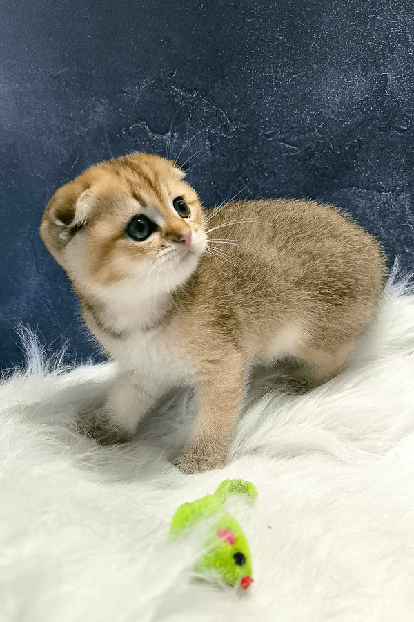 Kokos | Scottish Fold Kitten
