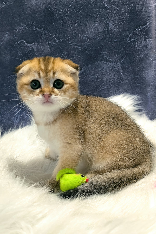 Kokos | Scottish Fold Kitten