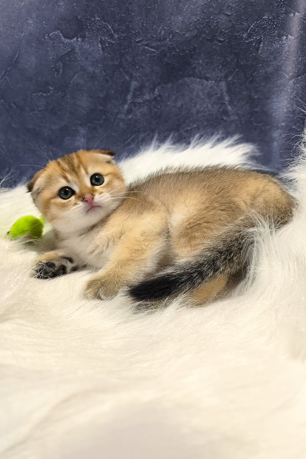 Kokos | Scottish Fold Kitten