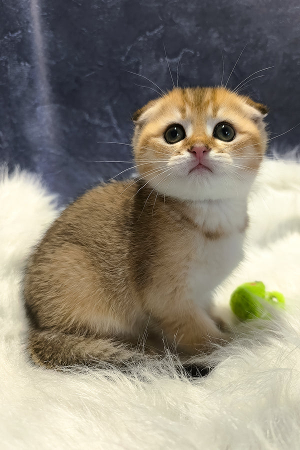 Kokos | Scottish Fold Kitten