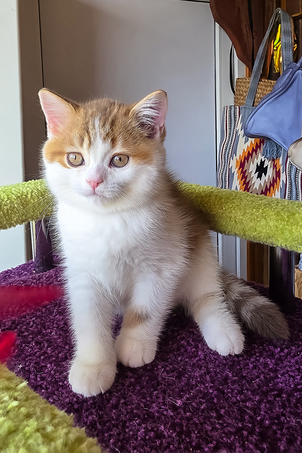 Kora | Scottish Straight Kitten