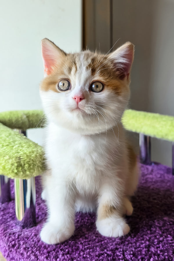 Kora | Scottish Straight Kitten