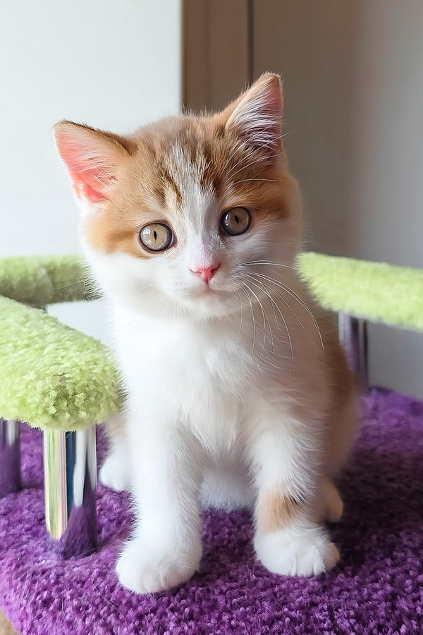 Kora | Scottish Straight Kitten