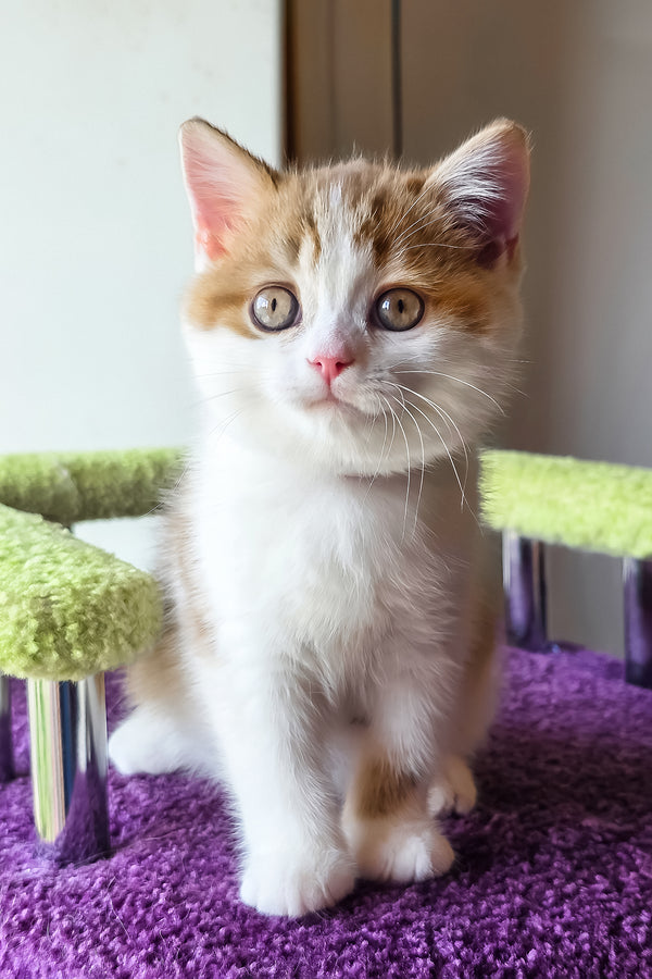 Kora | Scottish Straight Kitten