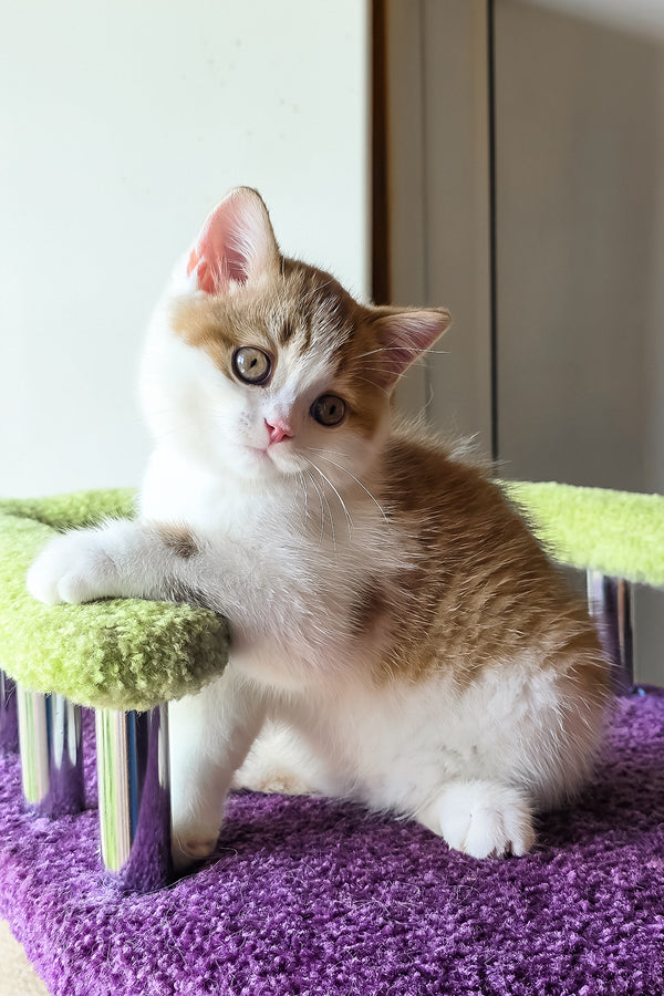 Kora | Scottish Straight Kitten