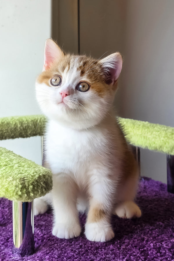 Kora | Scottish Straight Kitten
