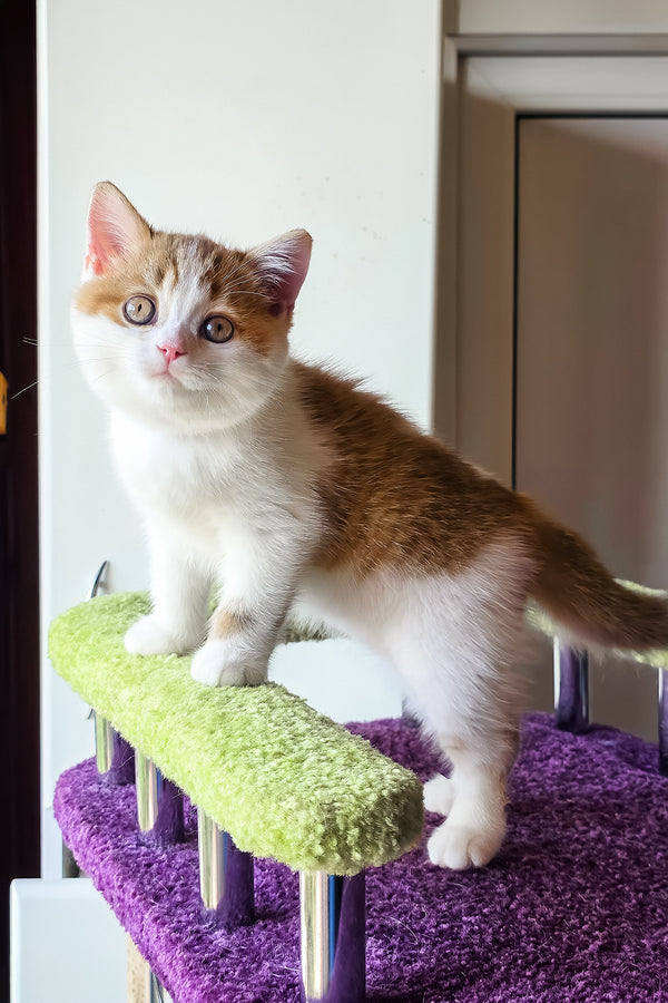 Kora | Scottish Straight Kitten