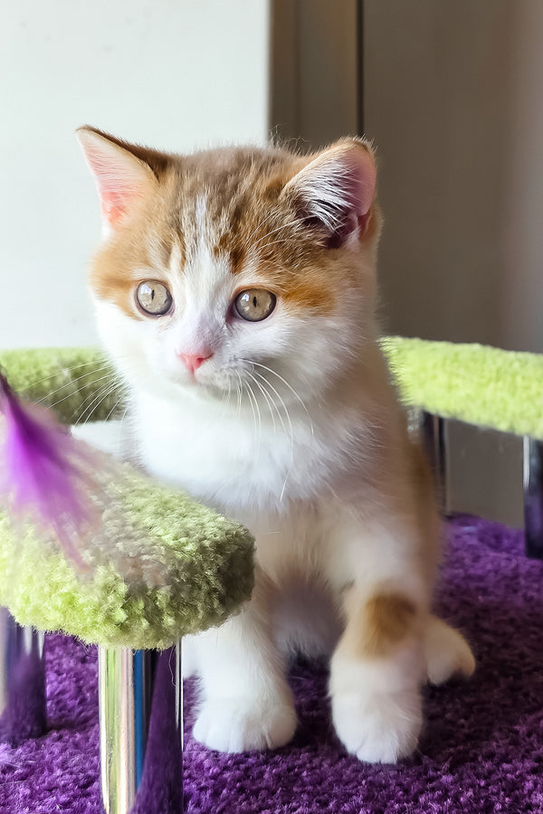 Kora | Scottish Straight Kitten