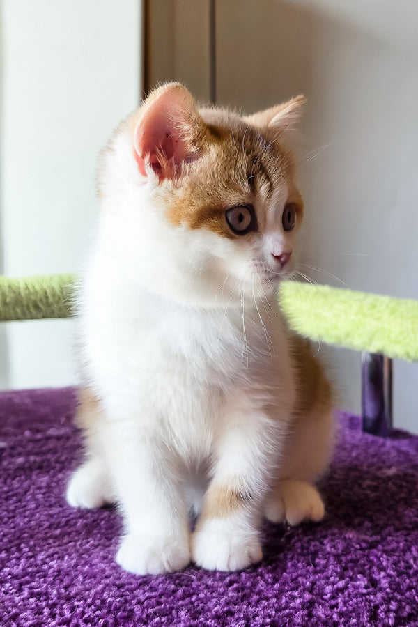Kora | Scottish Straight Kitten