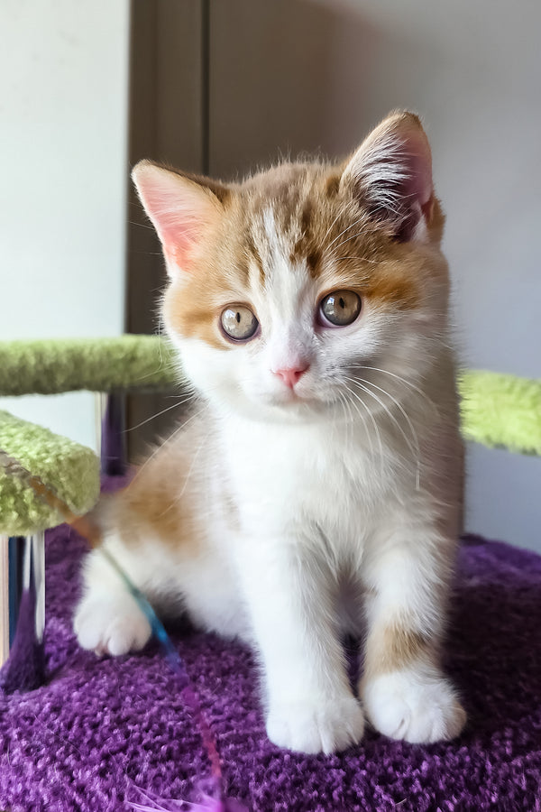 Kora | Scottish Straight Kitten