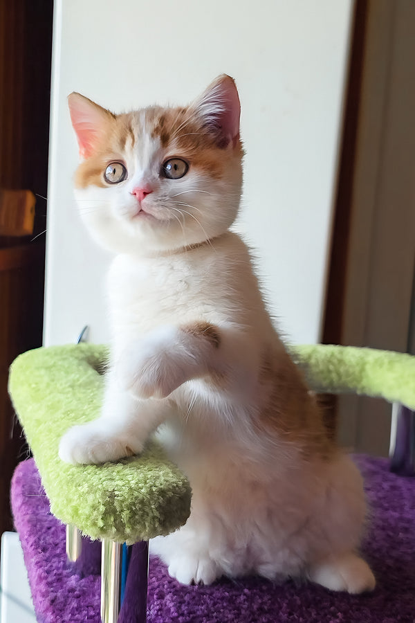 Kora | Scottish Straight Kitten
